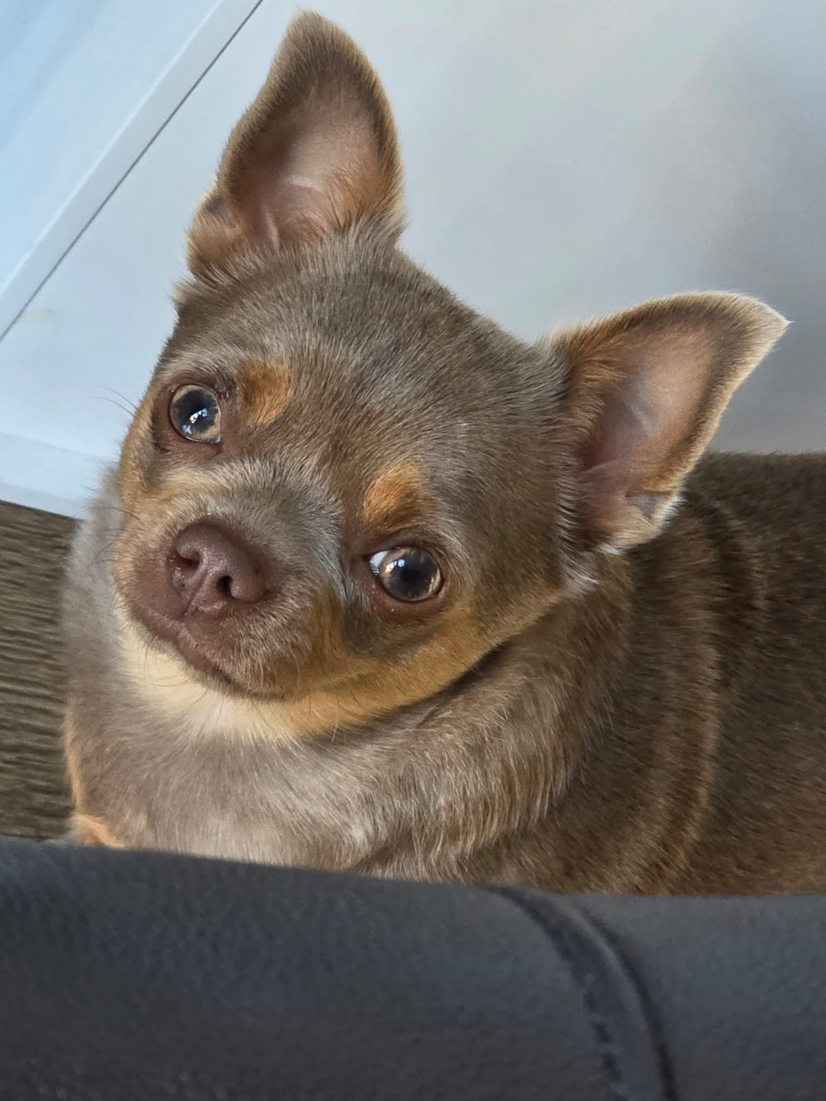 Dotty the Chihuahua